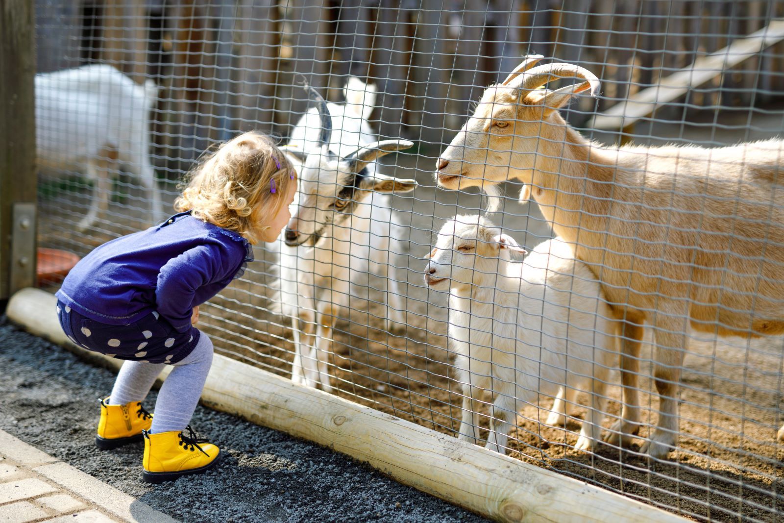 child petting goats